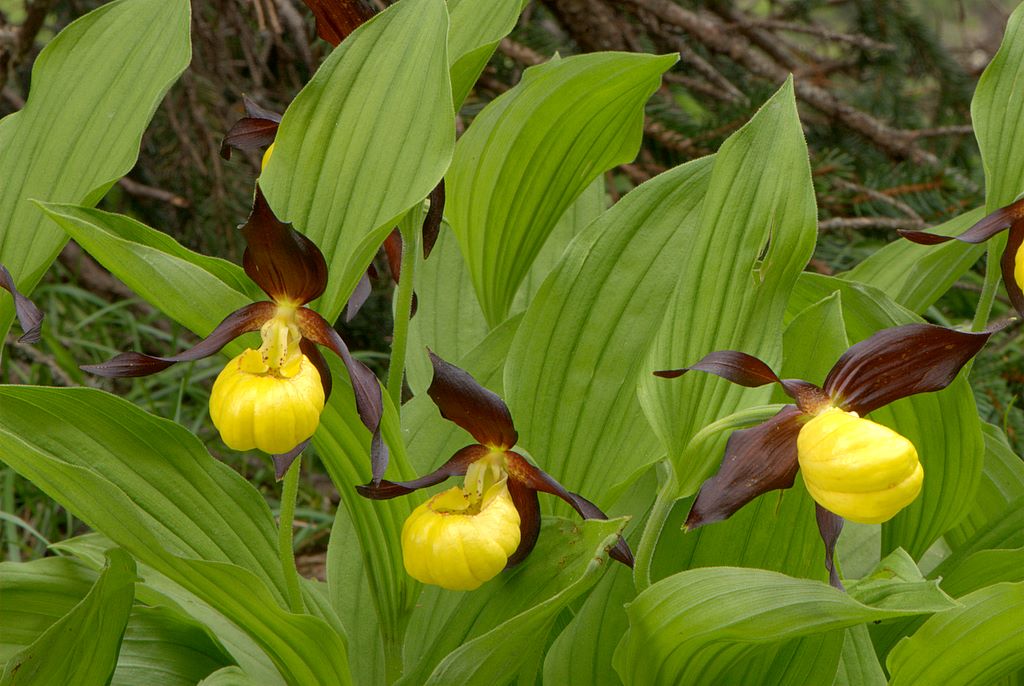 Finalmente Cypripedium calceolus